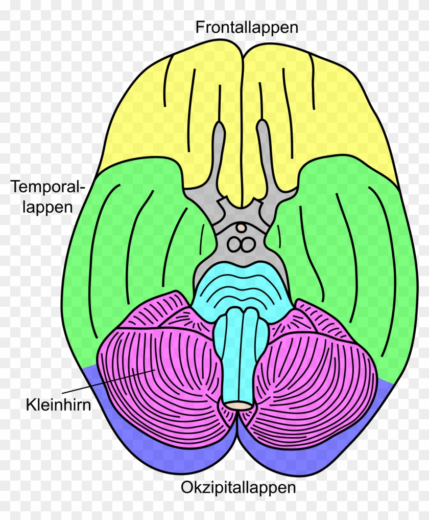 Datei - Gehirn, Basal - Lobi Deu - Svg - Gehirn Aufbau Von Oben #586475