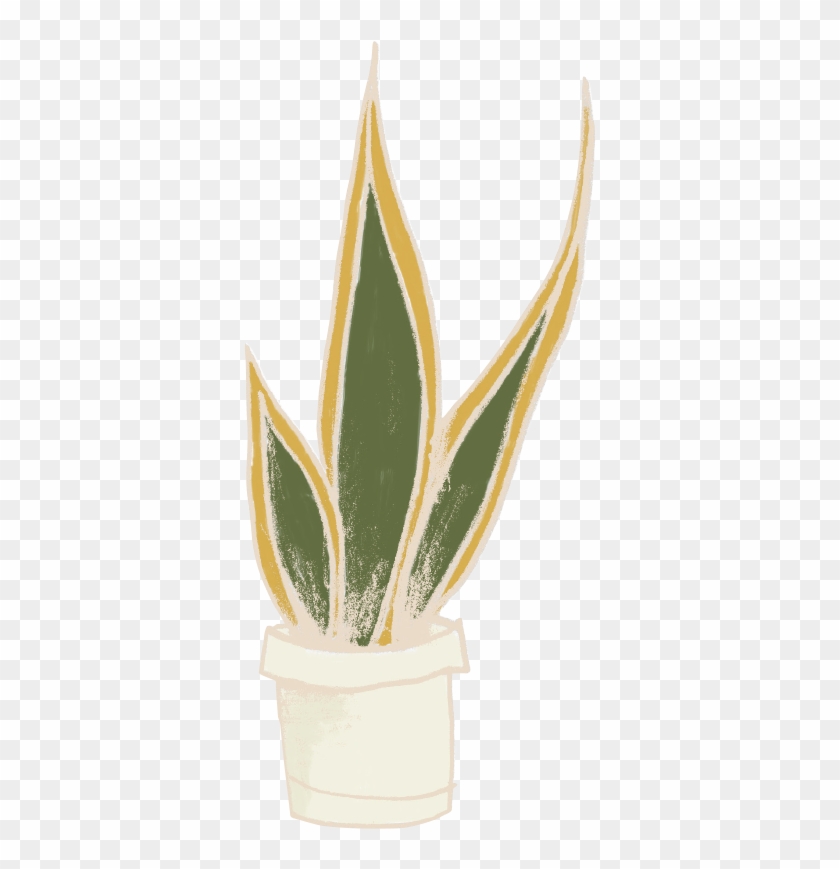 Agave #586530