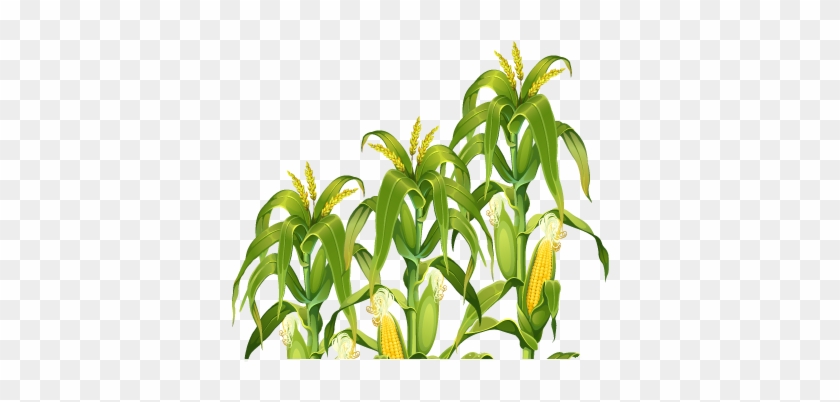 Dazzling Ideas Corn Field Clipart Png Mart - Corn Stalks #586967
