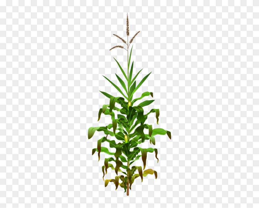 Planta De Maiz Png #586968