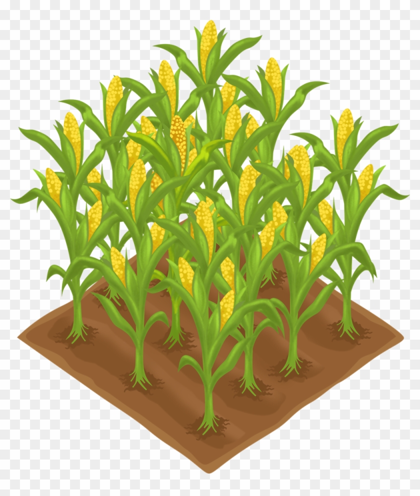 Clip Art Of Crops - Crops Clipart #586977