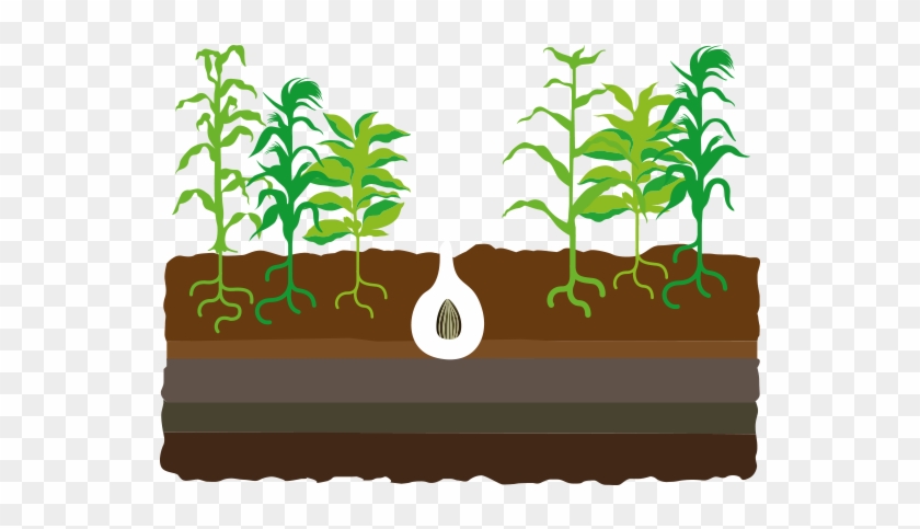 Plant Clipart Crop - Corn Plant #586993