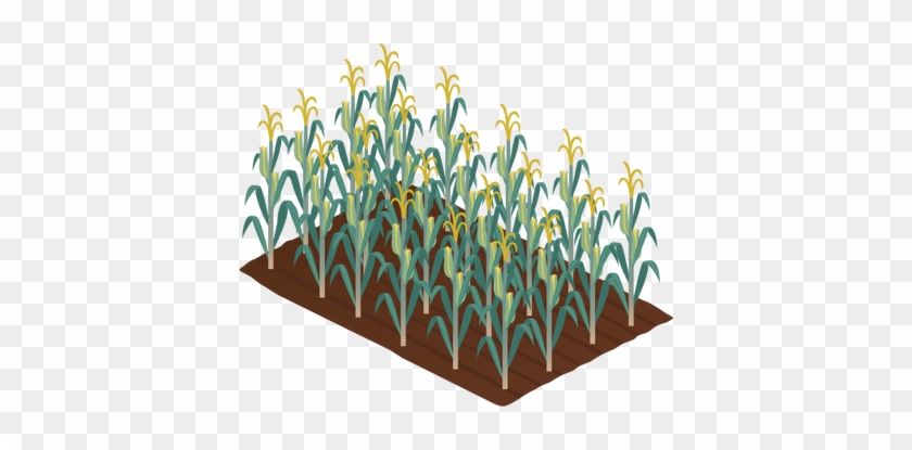 Corn Crop Clipart - Thumbnail #587007