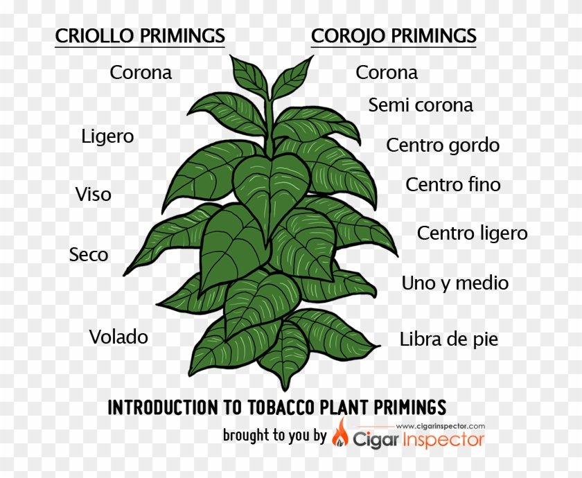 Image - Tobacco Plant Cigars #587032