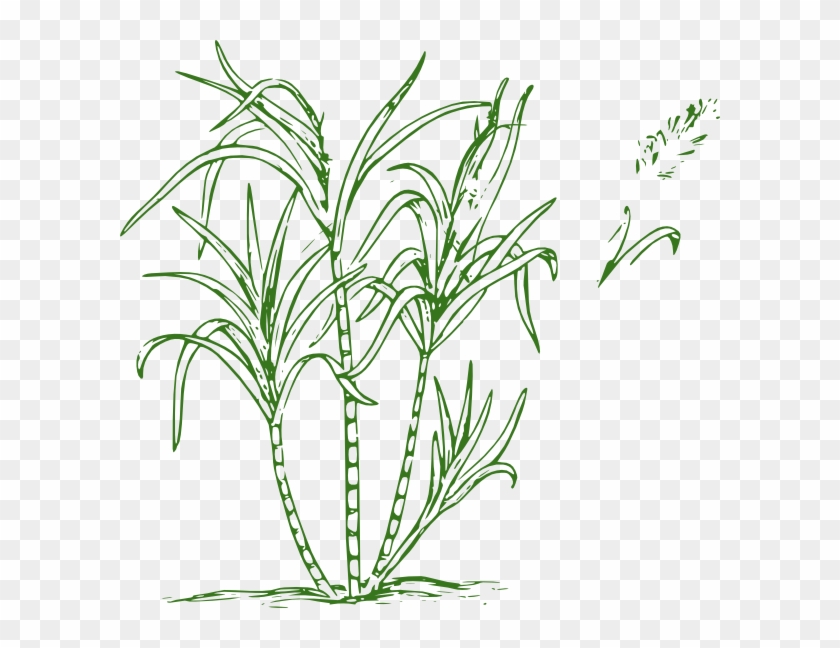 Tree Clipart Sugar Cane - Sugar Cane Clipart Png #587053