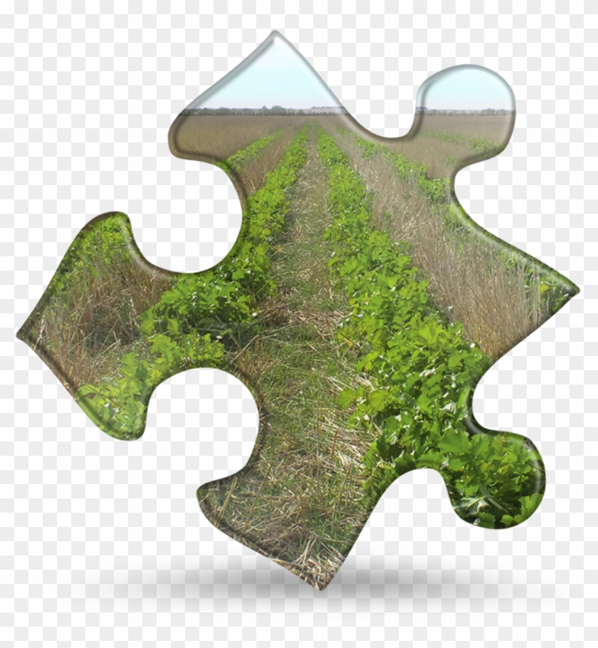 Radish - - Jigsaw Puzzle #587100