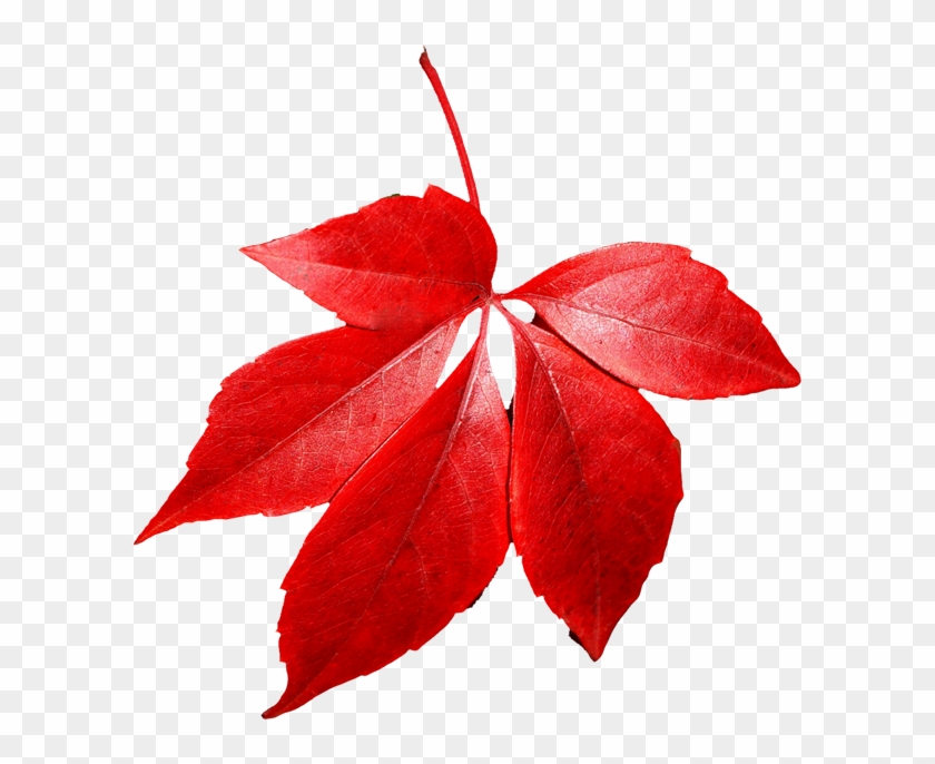 Autumn Leaves Png Images - Red Autumn Leaf Png #103498