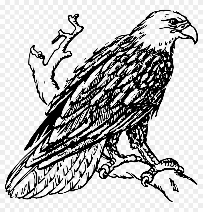 Bald Eagle - Outline Image Of Eagle #103960