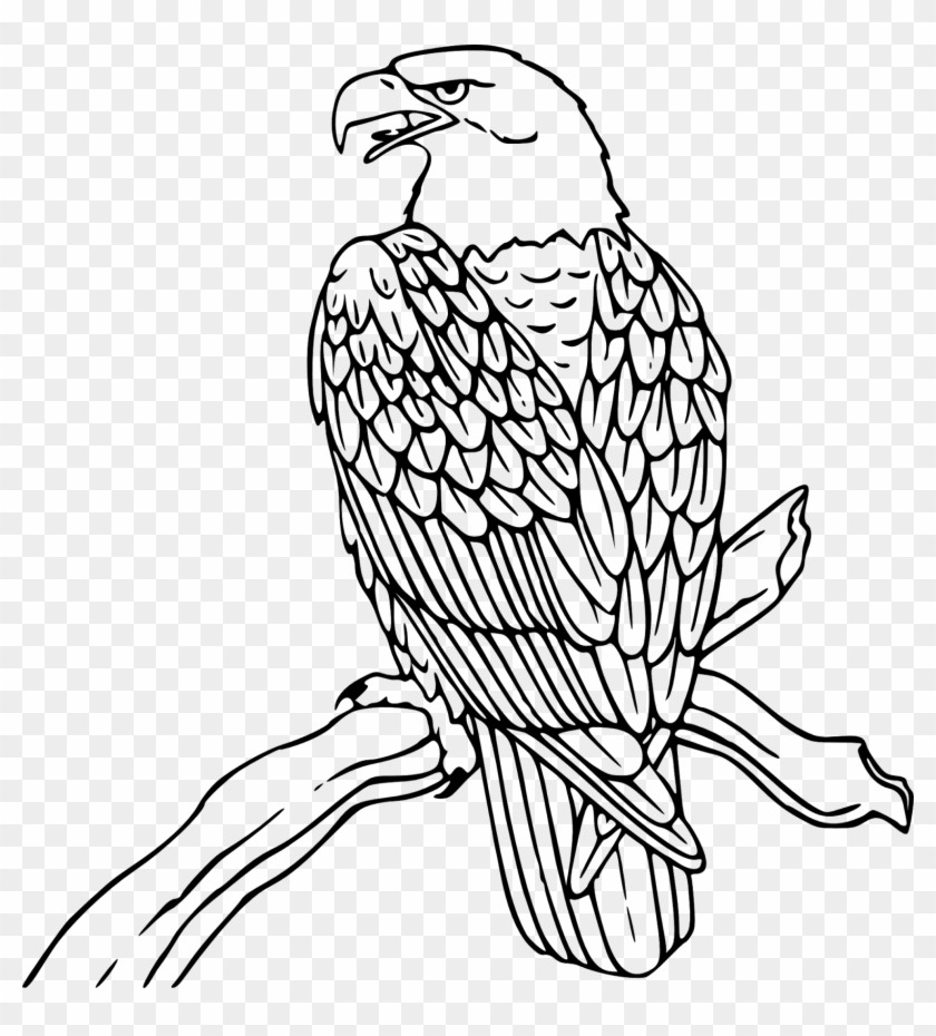 Eagle Outline Cliparts - Bald Eagle Coloring Page #104027