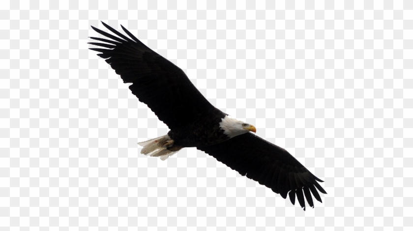 Bald Eagle Transparent Images Free Download Clip Art - Bald Eagle On White #104119
