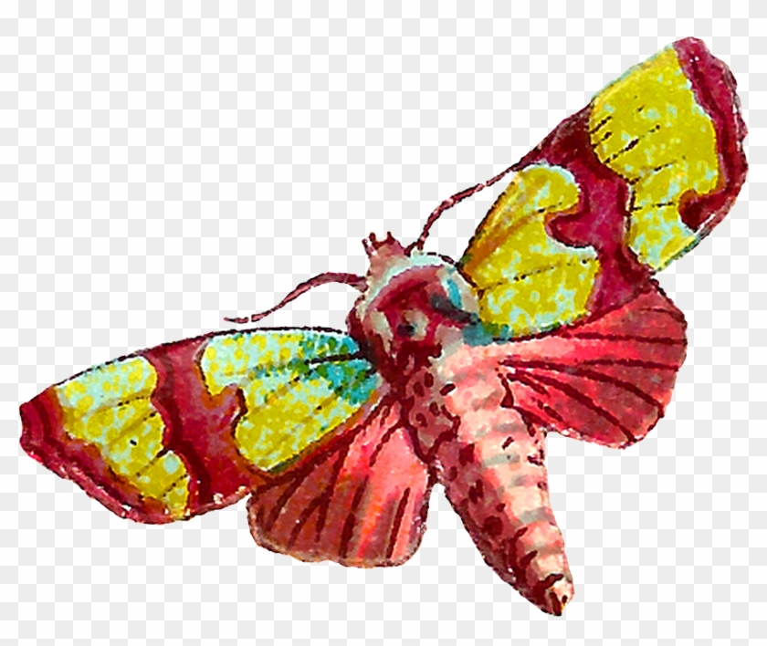 Both Of The Moth Images Are Shabby And Distressed, - Vintage Moth #104654