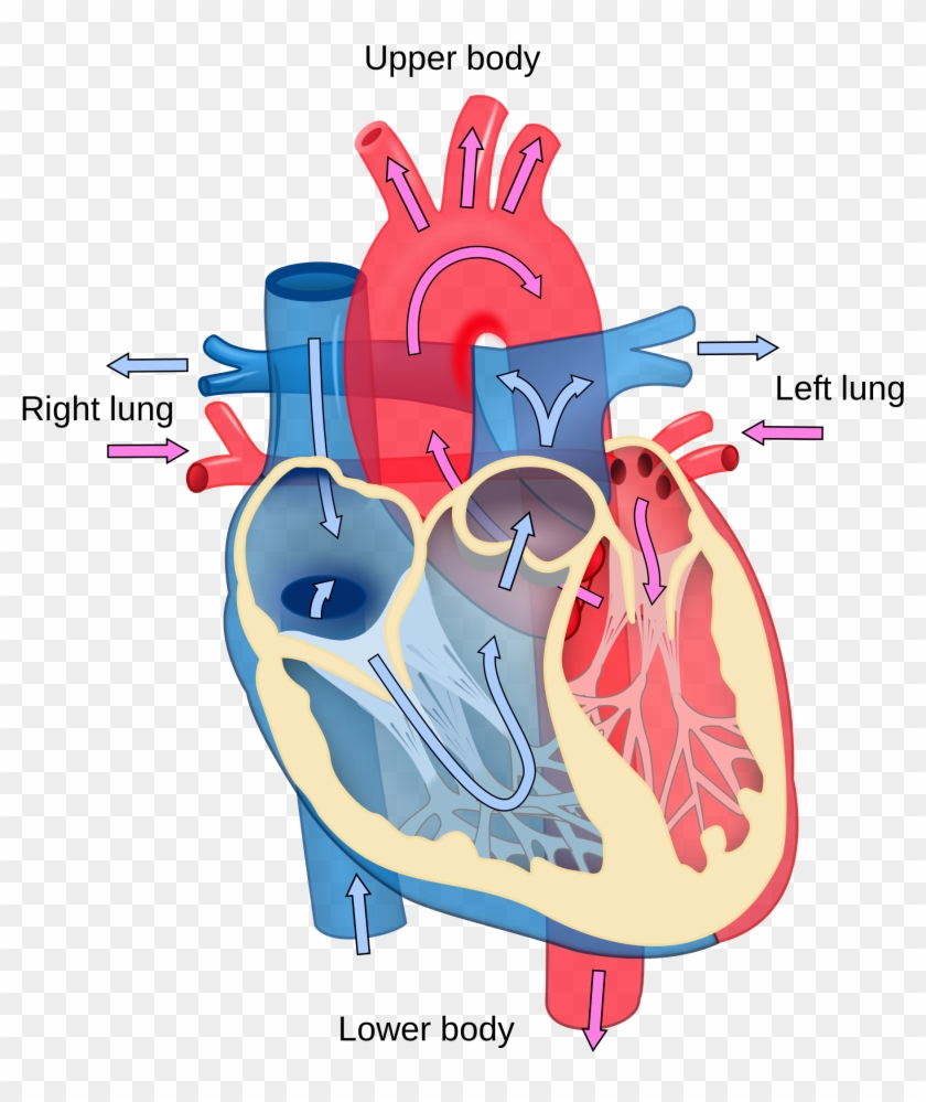 Heart Image Latest Collection Right Left Ventricle - Blood Flow In Heart Diagram #104935