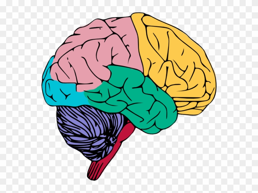 Brains Clipart Art Png - Brain Clipart Png #104945