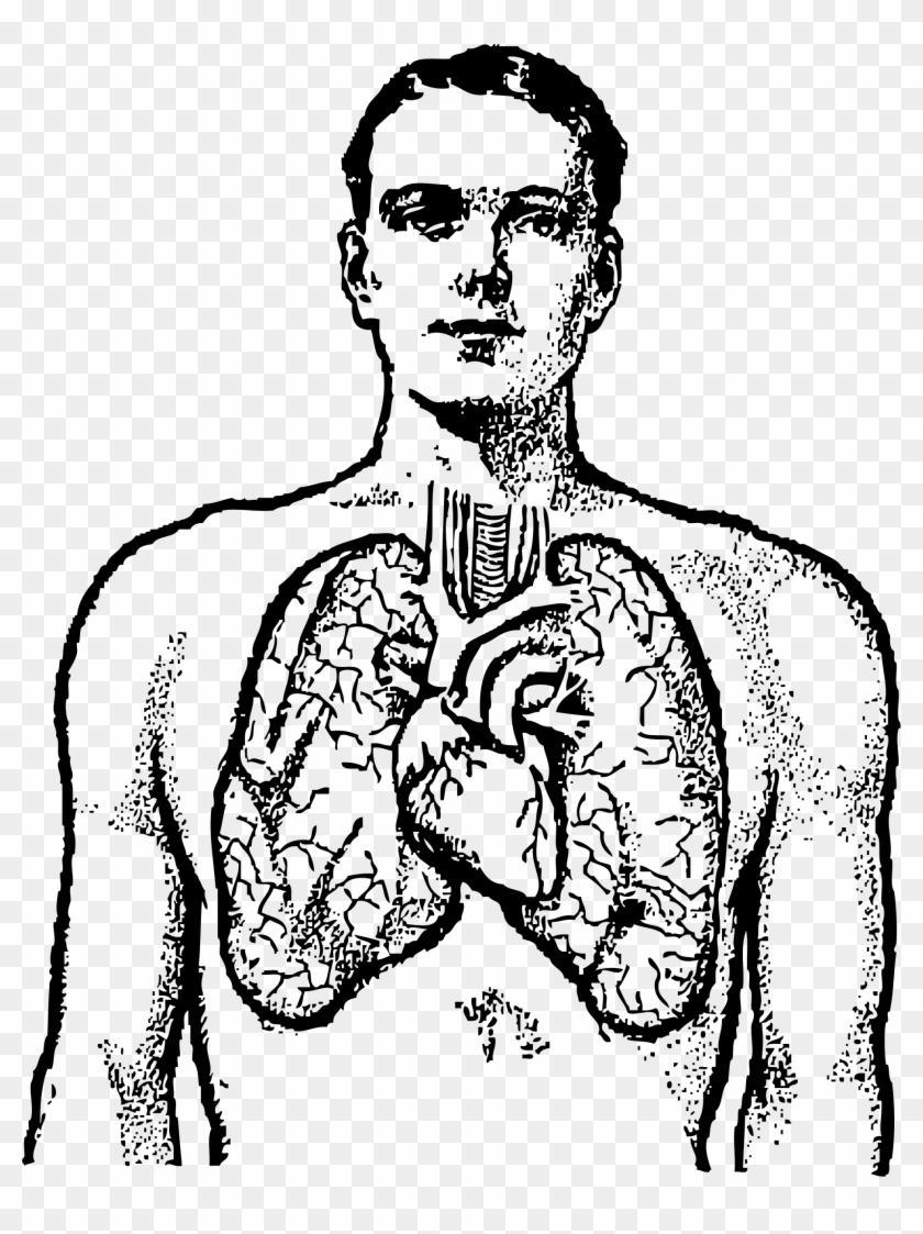 Clipart - Human Lungs Clipart Black And White #105049