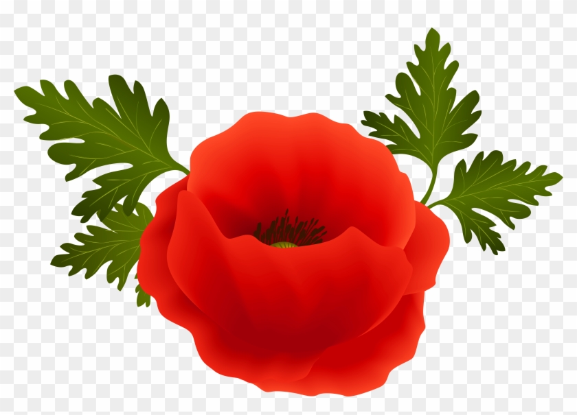 Poppy Png Clip Art Image - Transparent Background Poppy Png #107126