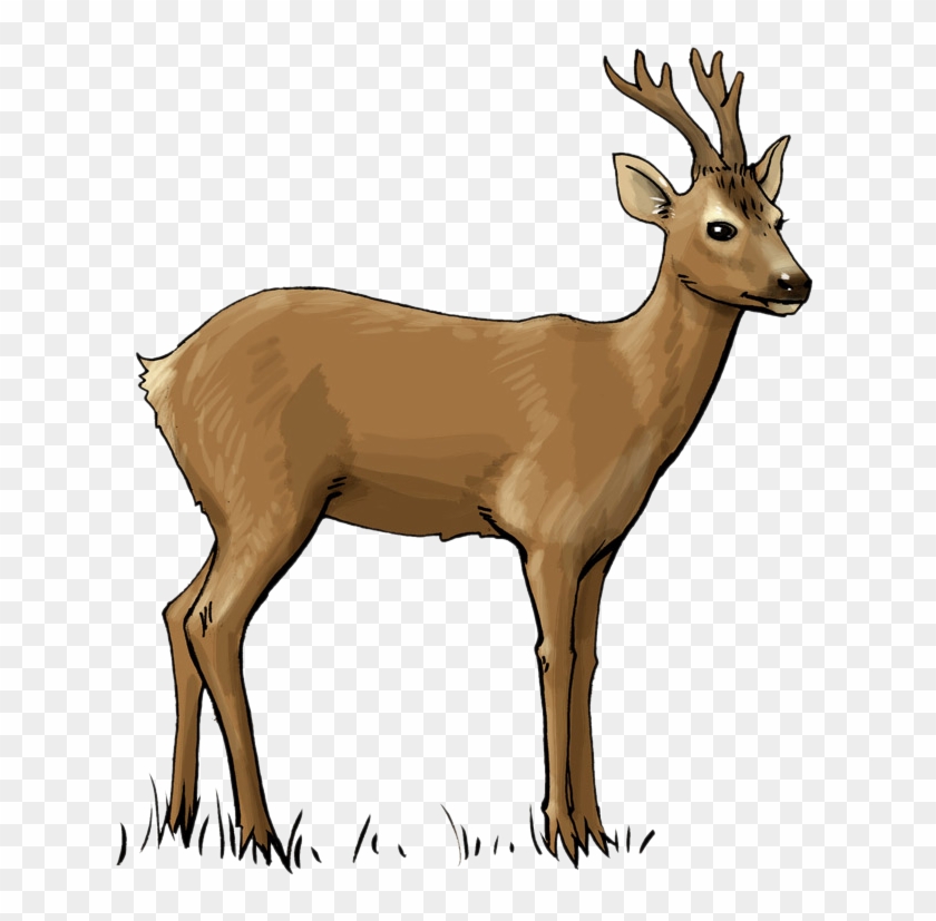 Deer Clip Art - Deer Clipart #107572