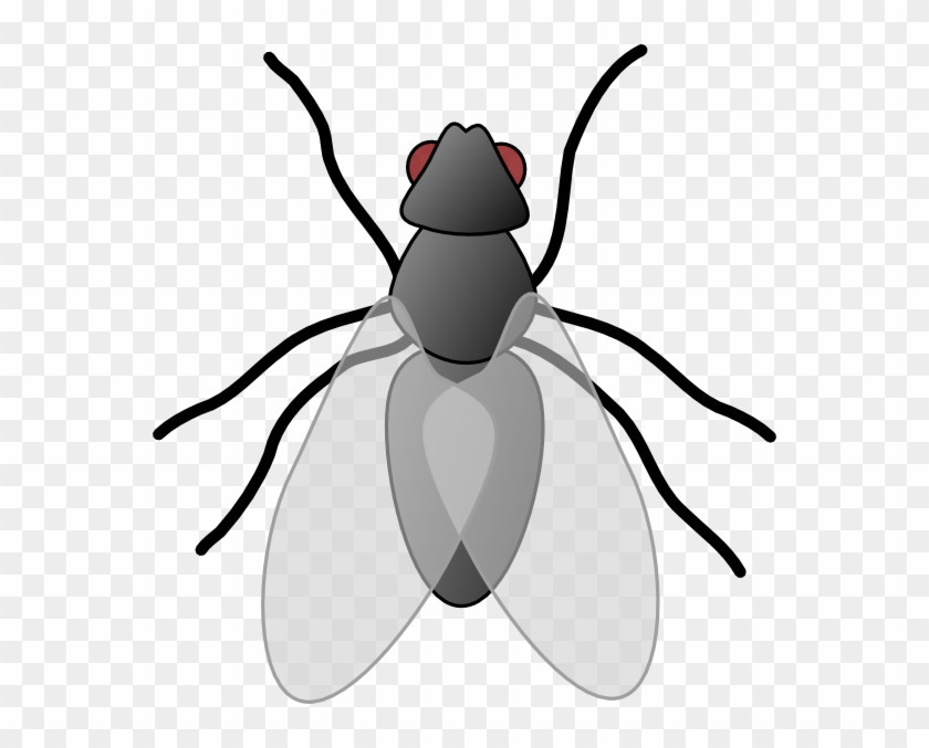 Fly Clip Art - Insect Clipart #109823