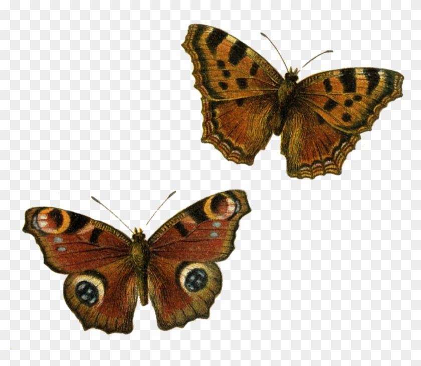 Brown Butterflies Clip Art Transparent Background - Transparent Background Pretty Butterfly Clipart #111614
