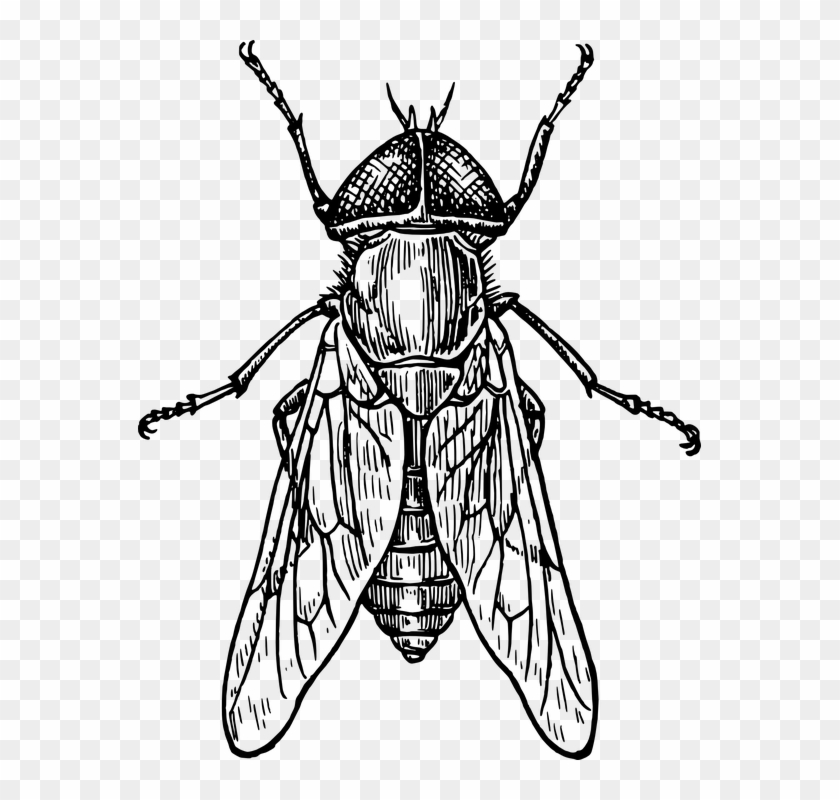 Mosca, Escarabajo, Insecto, Alas, Insectos, Tábano - Insect Black And White #589607