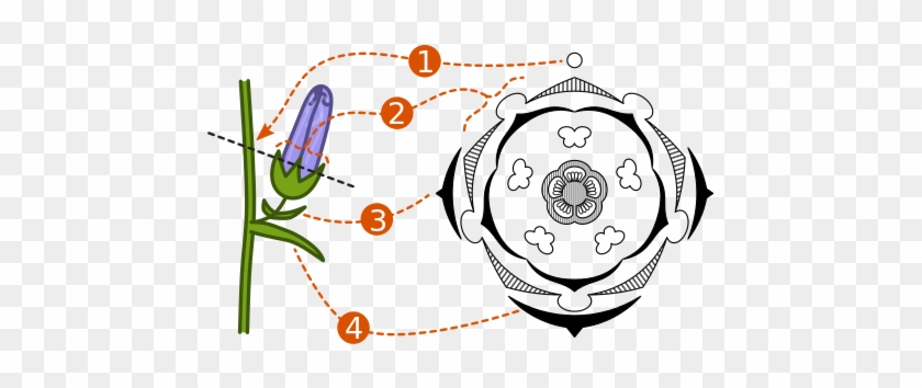 Relation Of A Plant Material To The Floral Diagram - Floral Digram #591053