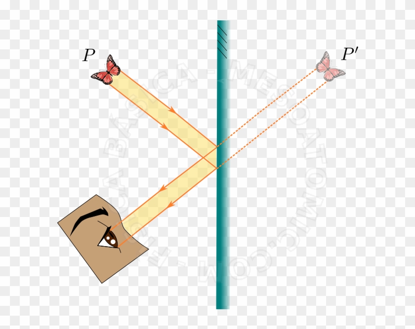 Illustration Of A Butterfly Seen Through A Plane Mirror - Espejo Plano #592198