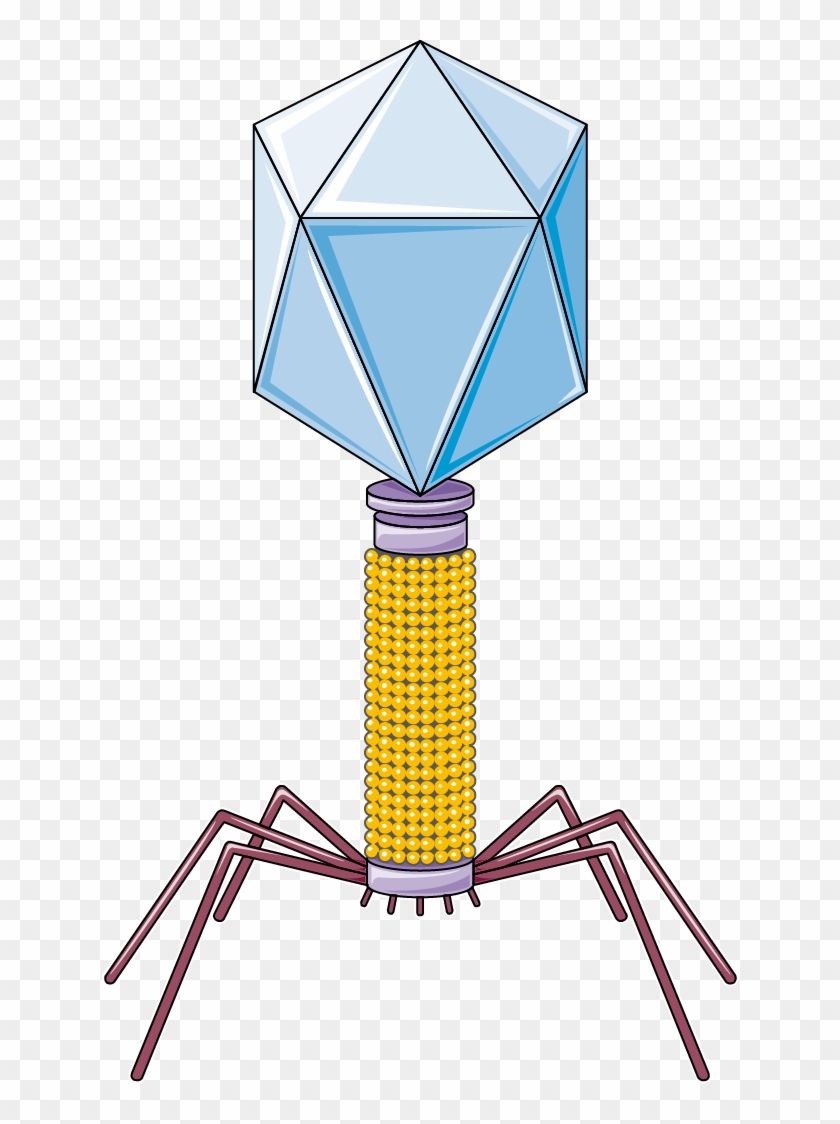 Bactériophage - Illustration #592725