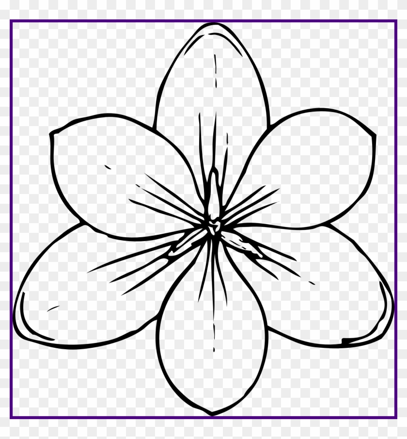 Shocking Lily Flower Drawing At Getdrawings For Personal - Coloring Pages Of Flowers #593019