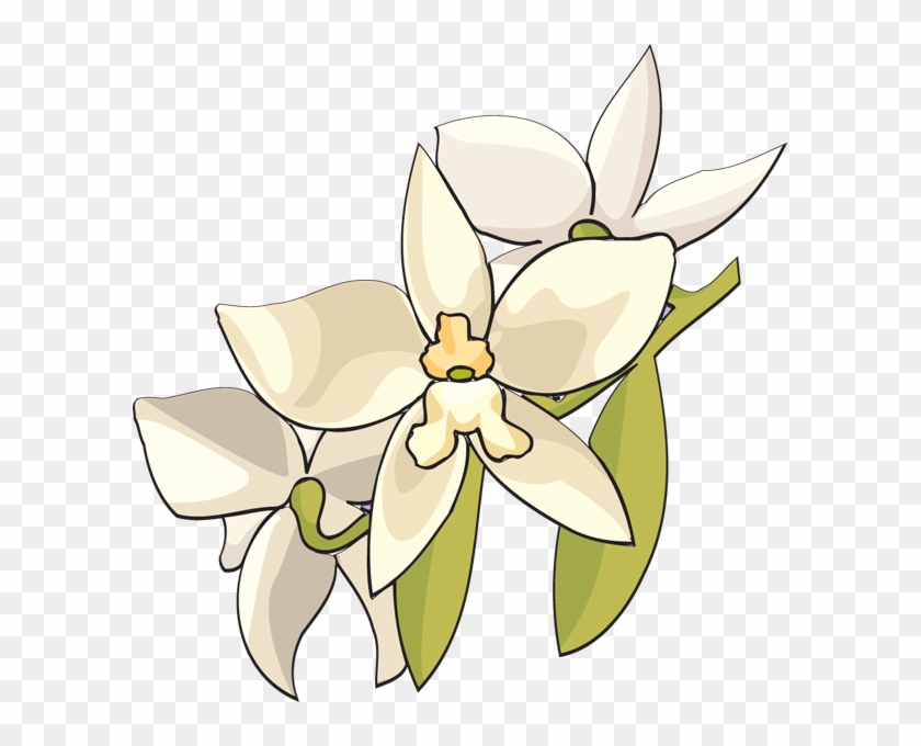 White Orchid Flower Clipart - White Orchid Flower Clip Art #593037