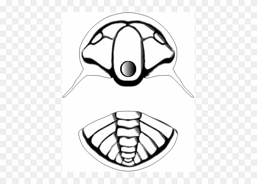 Tchernyshevioides Drawing Whitepng Wikimedia Commons - Tchernyshevioides Drawing Whitepng Wikimedia Commons #593406