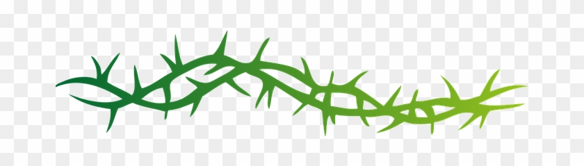 Thorns Pointed Spine Arbor Spike Prickle V - Vine Of Thorns Drawing #593972