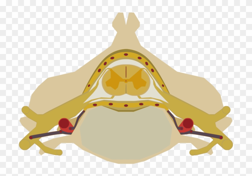 The Spinal Cord Nested In The Vertebral Column - Spinal Cord Png #594052