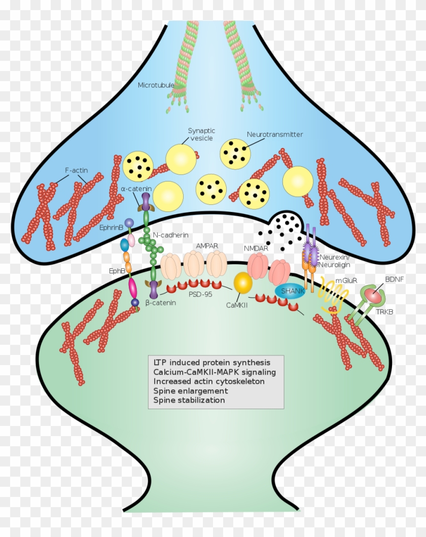 Synaptic Cell Adhesion Molecules #594099