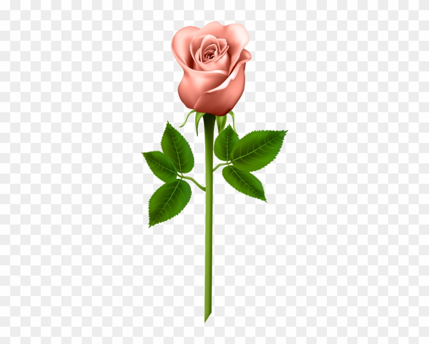 Orange Rose Transparent Png Image - Long Stem Roses Transparent Png #594784