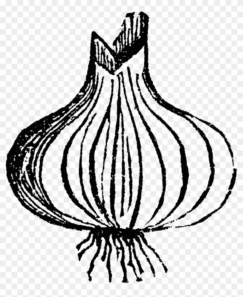 Onion Clipart Black And White #598099
