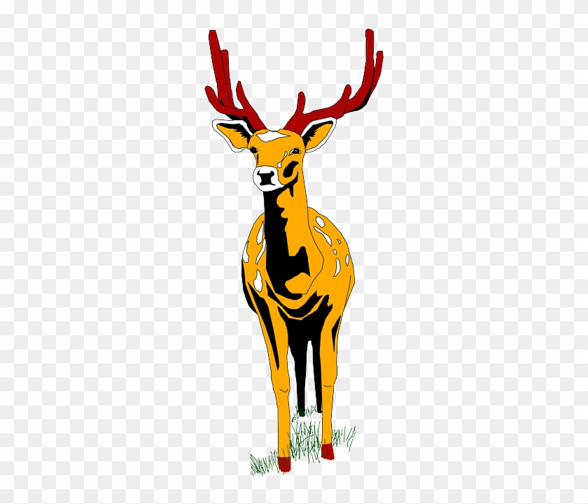 View, Deer, Color, Front, Art, Forest, Animal, Antlers - Front View Of Deer #598332
