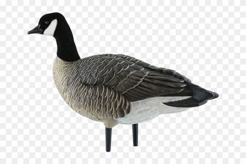 Canada Goose #598801