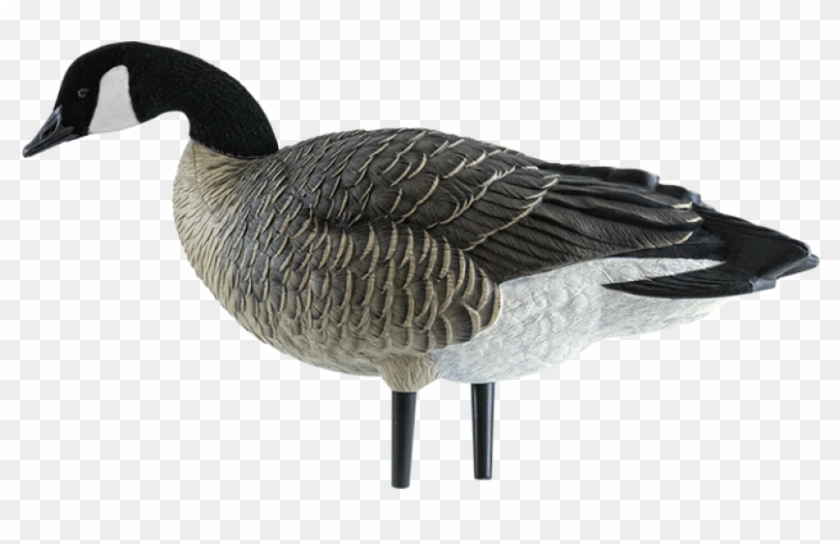 Axp Outfitter Lesser Goose Decoy Pack - Appelants À Bernaches Du Canada Axp Lesser Active Goose #598803