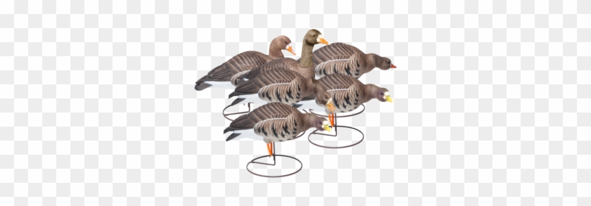 Field Speckle Bellies Six Pack Of Goose Hunting Decoy - Turkey #598829