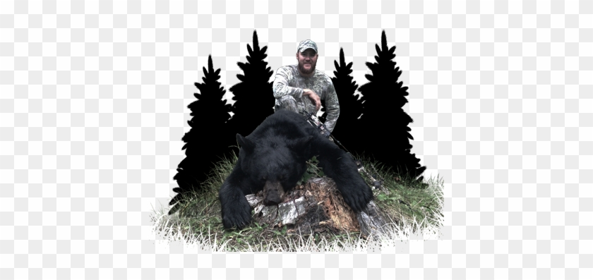 Click Here For More Info On Wolf Hunts - American Black Bear #598852