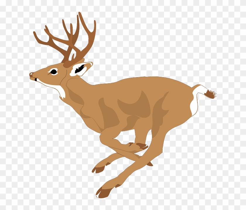 View, Deer, Run, Side, Forest, Leaping, Animal, Fast - Deer Running Clipart #599236