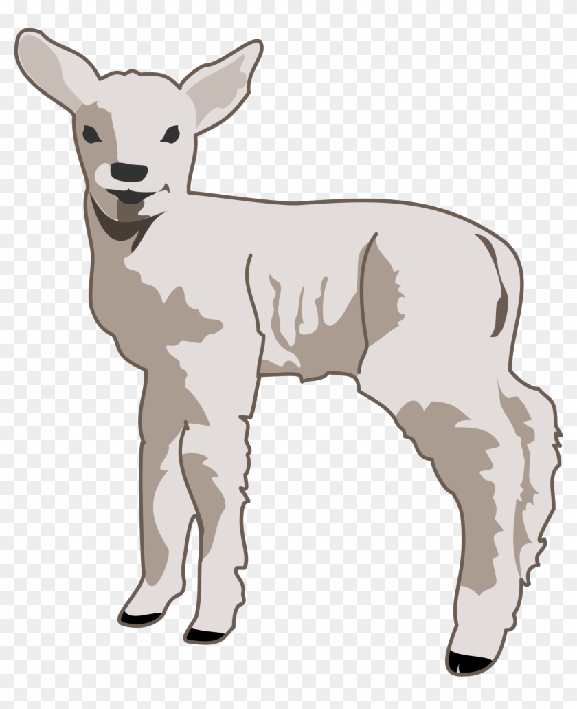 Show Lamb Clipart Clipart Kid - Lamb Clipart #599493