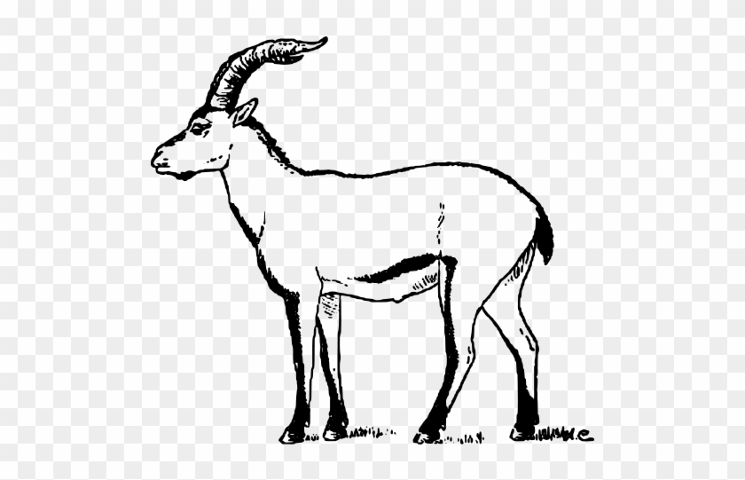 Goat Clipart Ibex - Goat Png Drawing #599806