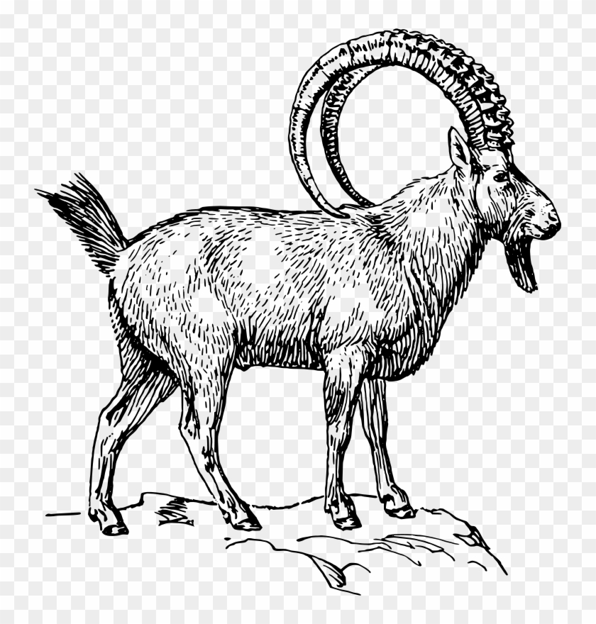 Goat Clipart Ibex - Ibex Coloring Page #599811
