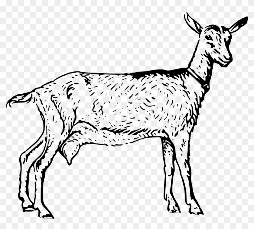 Goat Png 13, Buy Clip Art - Goat #599864