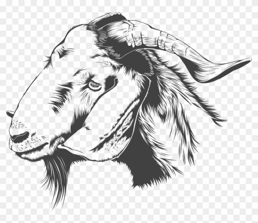 Goat Png 26, Buy Clip Art - Dau Con De Vector #599924