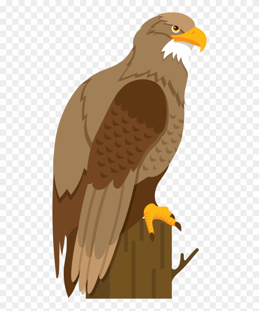 Bald Eagle Hawk Cartoon Illustration - Hawk #601678