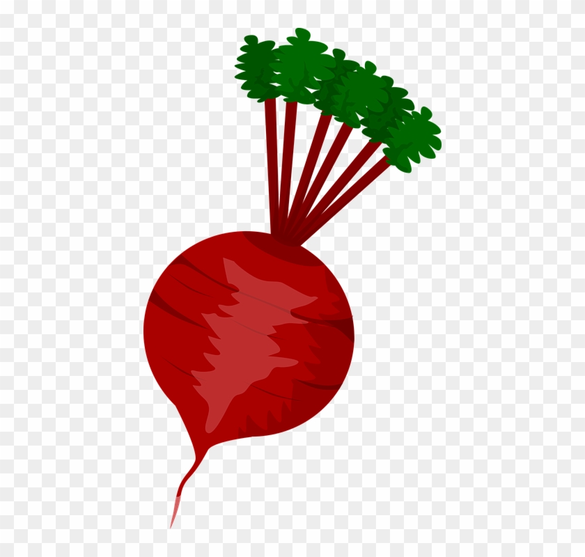 Beet Clipart Vegetable Plant Pencil And In Color Beet - Radish Clipart #601788