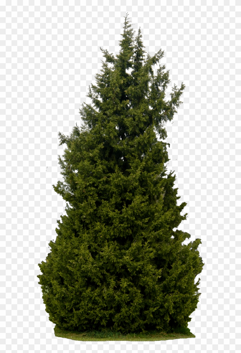 Dead Pine Tree Clip Art Download - Real Tree Png #602157
