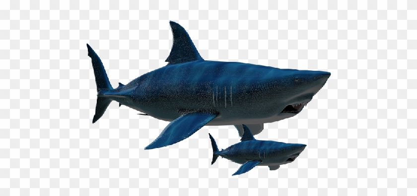 Excepto Por Su Tamaño, Nada Diferencia A Un Megalodon - Animales Marinos Reales Png #603260