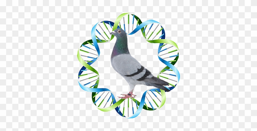 In Addition, Anyone Who Thinks That The Wild-type Gene - Dna Of A Pigeon #603272
